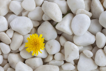 Fototapeta na wymiar Flower and stones
