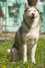 Portrait in the urban environment. Portrait of Siberian Husky