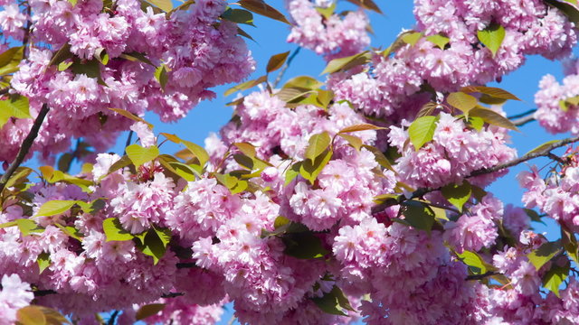 Beautiful japanese cherry tree pink blossom