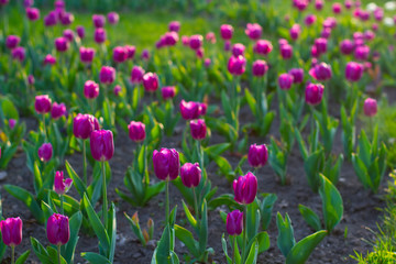 Beautiful purple tulips.