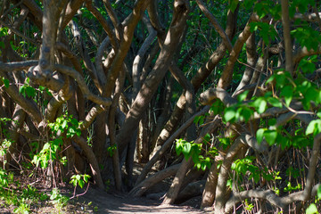Trunks of trees.