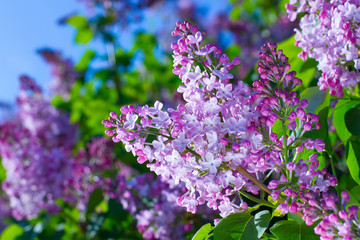 Obraz premium Beautiful lilacs.