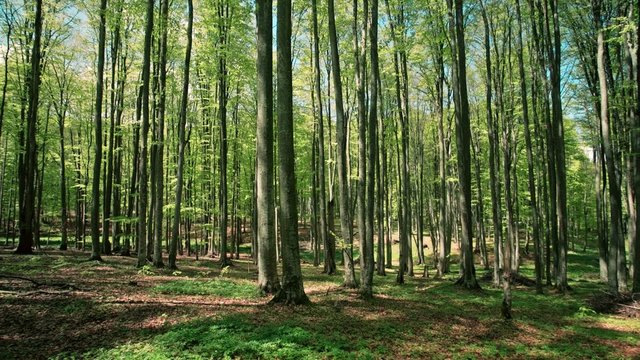 Forest in great weather, high angle view