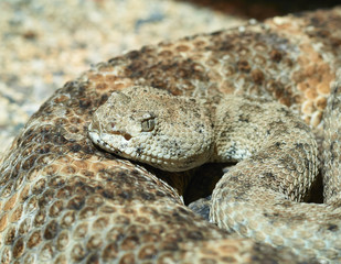 Crotalus