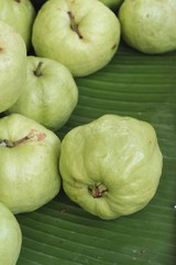 Guava fruit