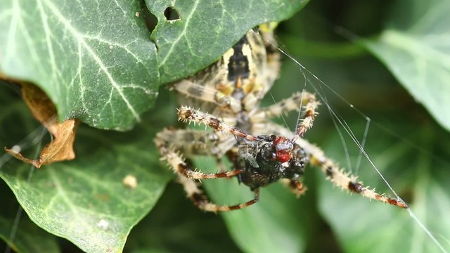 Spider Eating Of The Caught Fly