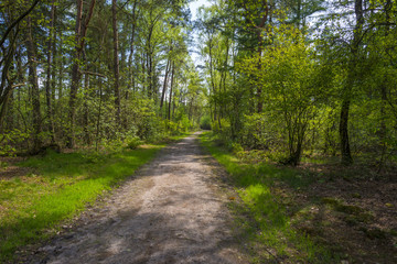 Fototapeta na wymiar Footpath through a pine forest in spring