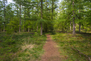 Footpath through a pine forest in spring