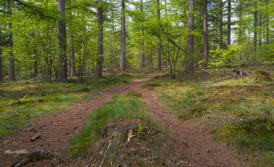 Naklejka na ściany i meble Footpath through a pine forest in spring