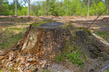 Obraz premium Trunk in a pine forest in spring