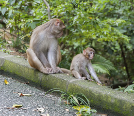 Wild Monkey Family in Hong Kong