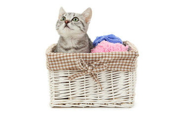 Obraz na płótnie Canvas Beautiful cat in basket isolated on white