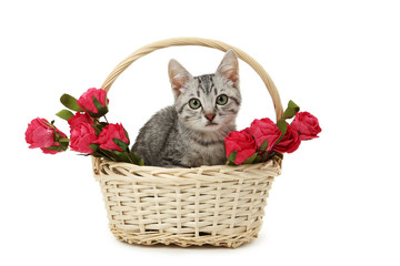 Fototapeta na wymiar Beautiful cat in basket with flowers isolated on white