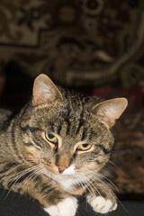 Tabby Cat Portrait