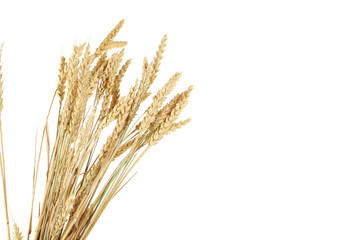 Fototapeta premium Wheat ears isolateed on white