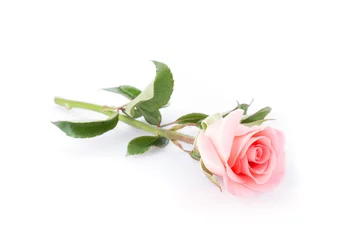 Papier Peint photo Roses fleur rose rose sur fond blanc