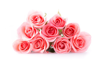 pink rose flower on white background