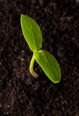 Seedling, close-up