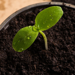 Seedling, close-up