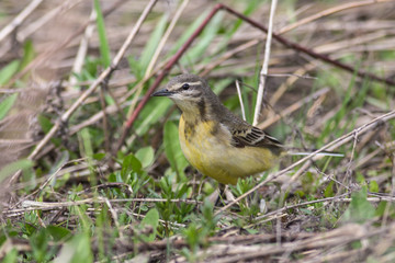 Yellow wagtail