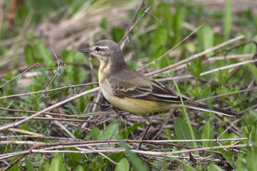 Yellow wagtail