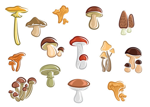Collection of cartoon mushrooms and fungus