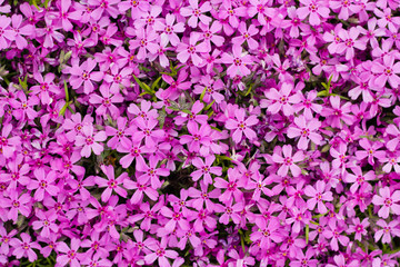 Fototapeta premium colorful flower in green grass in summer garden