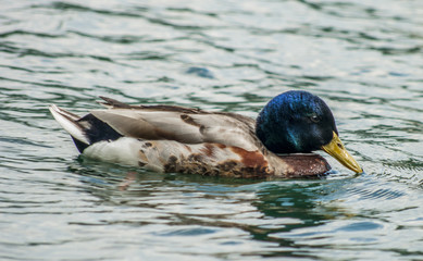 male mallard