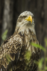 Seeadler (Haliaeetus albicilla)