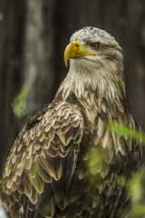 Seeadler (Haliaeetus albicilla)