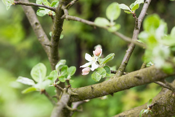 colorful flowers on branch of apple tree in green orchard garden