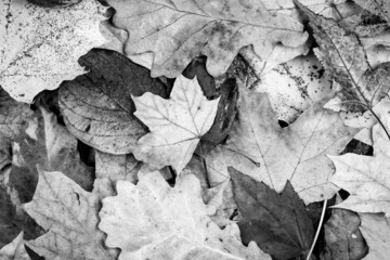 Fall leaves background