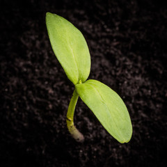 Seedling, close-up