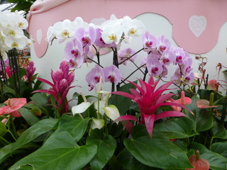Orchideen und Bromelien