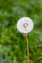 white dandelions flowers in green grass in summer garden