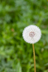 white dandelions flowers in green grass in summer garden