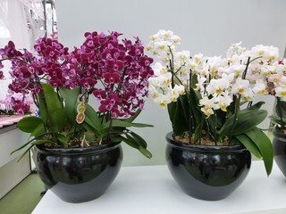 lila und weiße Orchideen in Töpfen