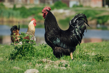 Beautiful Rooster on nature background