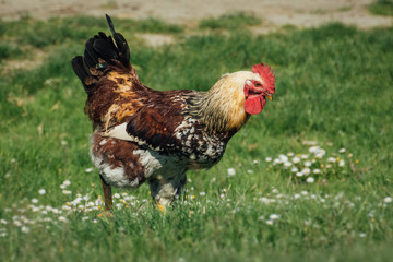 Beautiful Rooster on nature background