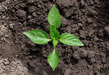 pepper seedling