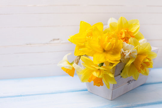 Background with fresh narcissus in wooden pot