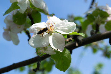Flower and bee