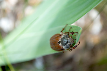 chafer