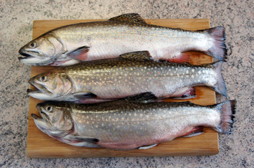 Trout ready for processing kitchen
