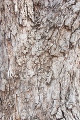 Tree bark texture
