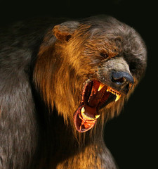big brown bear closeup