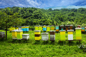 beehives on meadow in countryside of Montenegro.