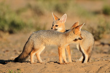 Naklejka na ściany i meble Cape foxes at their den, Kalahari desert