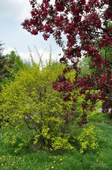 Fototapeta na wymiar Cherry tree blossom
