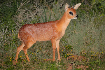 A rare Cape grysbok antelope (Raphicerus melanotis)